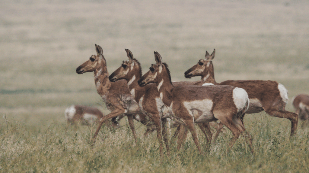 Why Does God Allow Suffering?