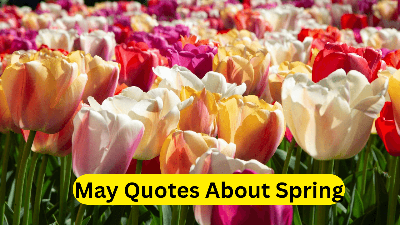 May Quotes About Spring